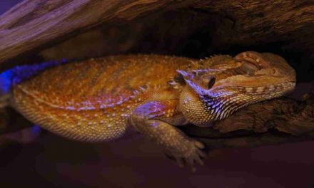 Learn About Bearded Dragon Brumation