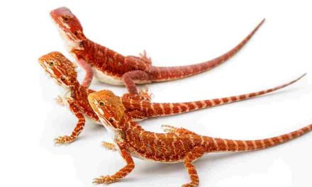 List of Different Bearded Dragon Colors, Species and Morphs
