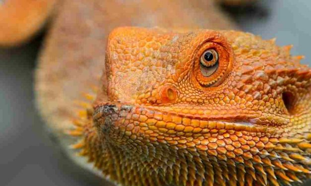 Tips on Traveling with Your Bearded Dragon