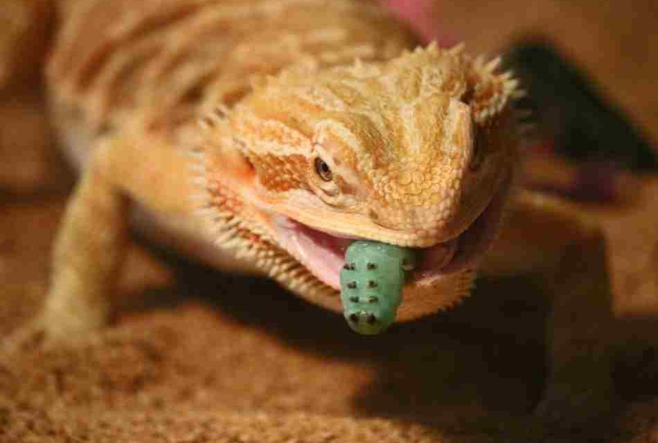 Best Greens for Bearded Dragons