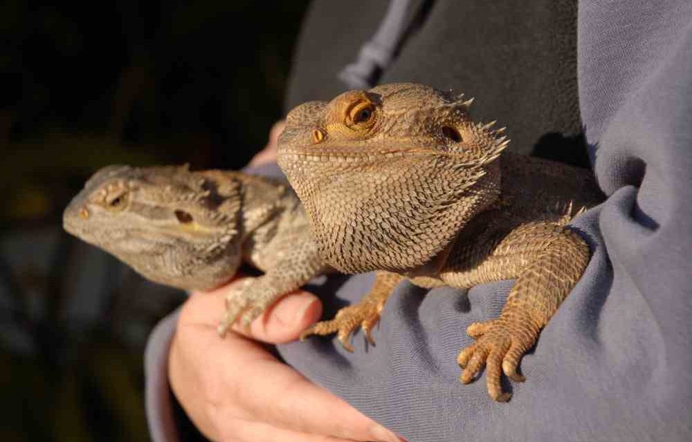 Bearded Dragons and Kids
