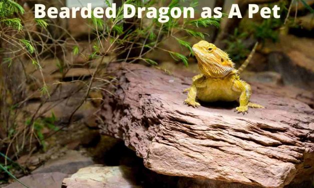 What You Should Know About Bearded Dragons as Pets