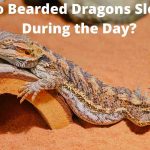 Do bearded dragons sleep during the day?