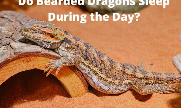 Do bearded dragons sleep during the day?