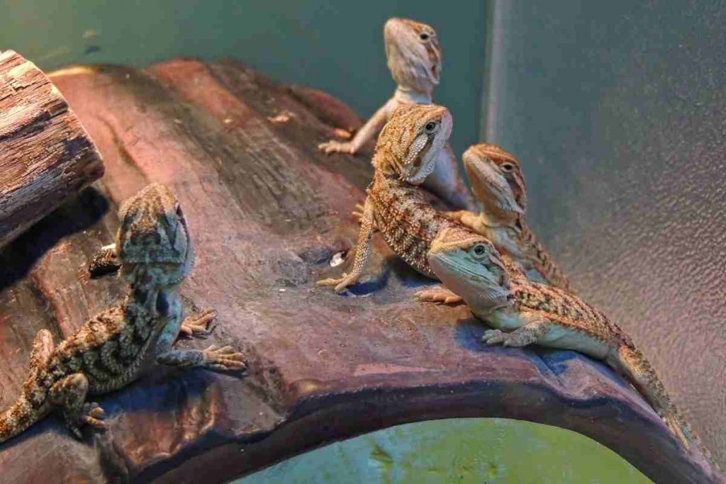 Sexing Bearded Dragons