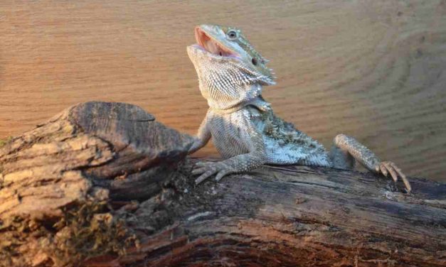 Why Is My Bearded Dragon Mouth Open?