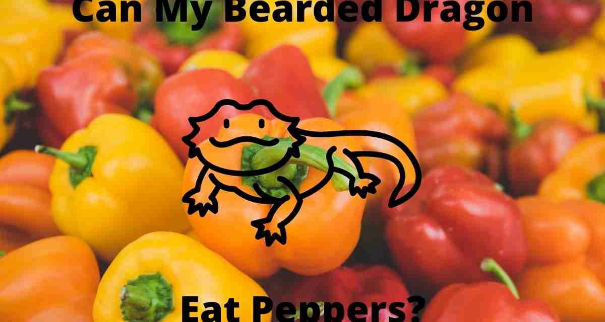 Can Bearded Dragons Eat Peppers? – Nutrient Guide
