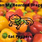 Can Bearded Dragons Eat Peppers? – Nutrient Guide