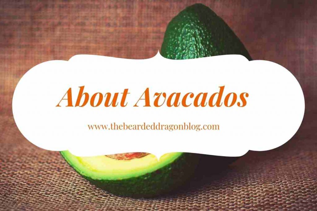 About Avocados
