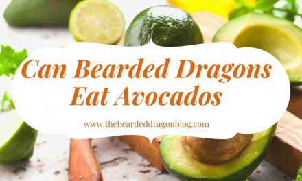 Can Bearded Dragons Eat Avocados – Dietary Facts