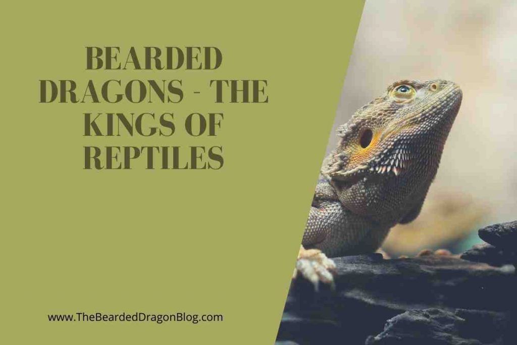 About Bearded Dragons