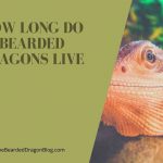 How Long Do Bearded Dragons Live? The Answer may Surprise You!