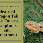 Bearded Dragon Tail Rot: Causes, Symptoms, and Treatment