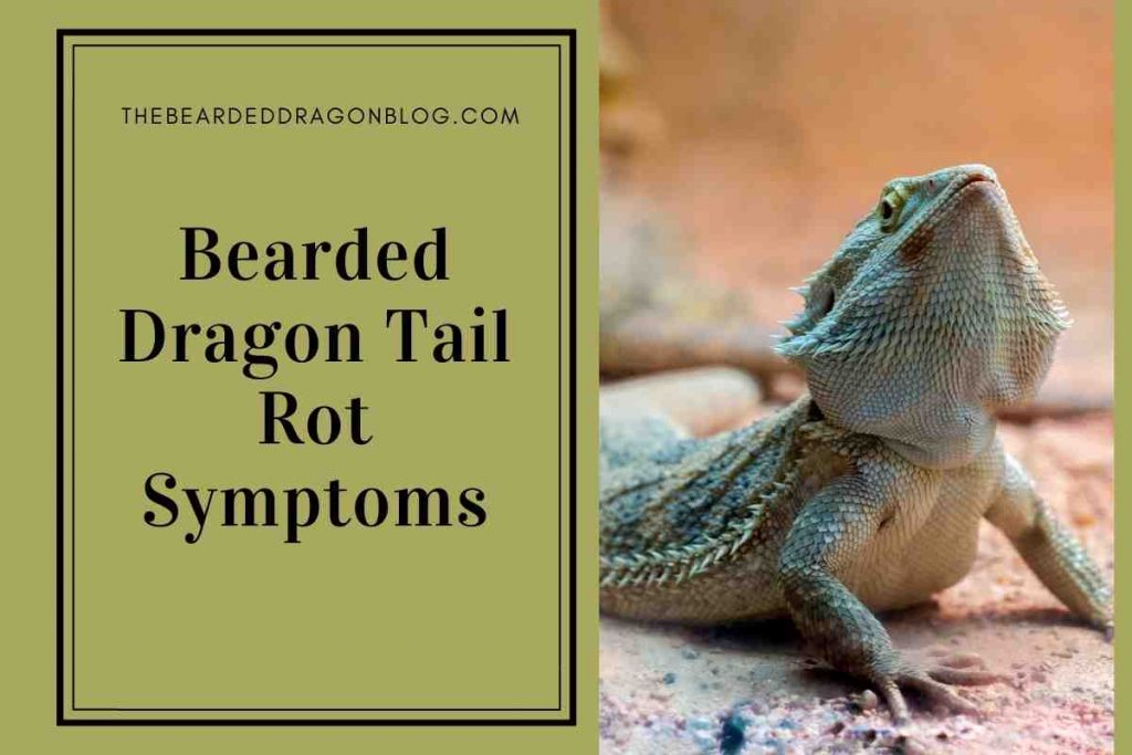 Bearded Dragon Tail Rot Symptoms