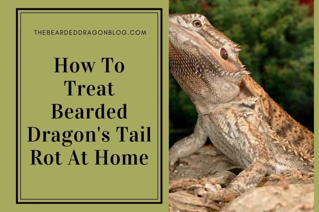 How To Treat Bearded Dragon's Tail Rot At Home